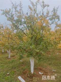 高度200厘米石榴