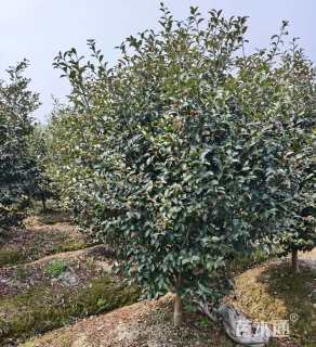 高度230厘米茶梅