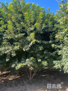 高度500厘米丛生五角枫