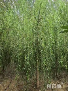 13公分红丝垂柳