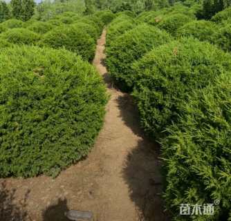 高度100厘米蜀桧