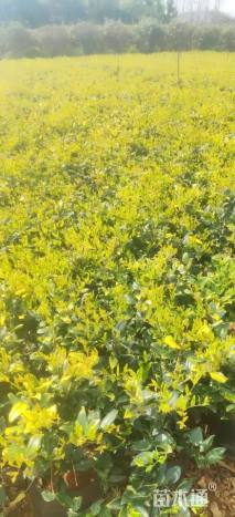 高度50厘米金森女贞