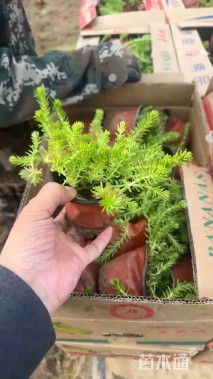 高度10厘米金叶过路黄