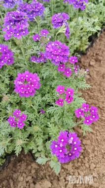 高度15厘米美女樱