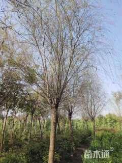 15公分青皮垂柳