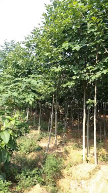 4公分白玉兰