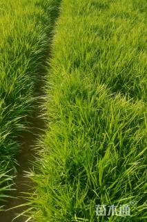 高度30厘米吉祥草