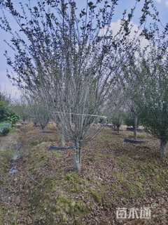 15公分垂丝海棠