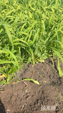 高度30厘米大花萱草