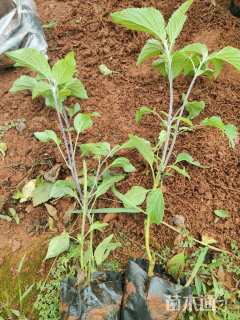 高度25厘米鼠尾草