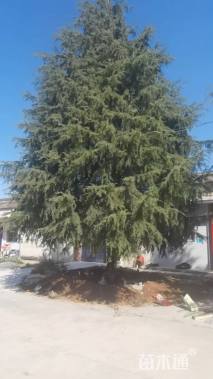 高度1200厘米雪松