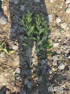 高度40厘米栀子花