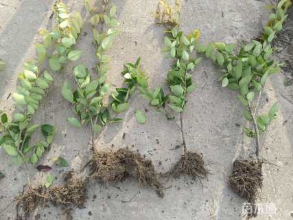 高度35厘米金森女贞