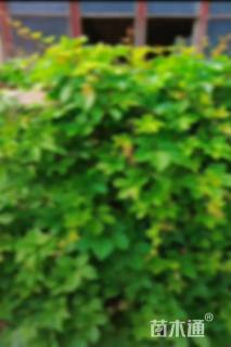 50厘米五叶地锦