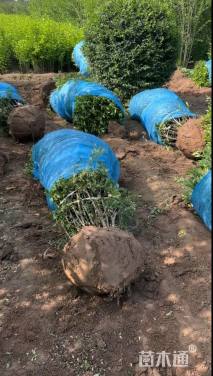 高度120厘米水腊球