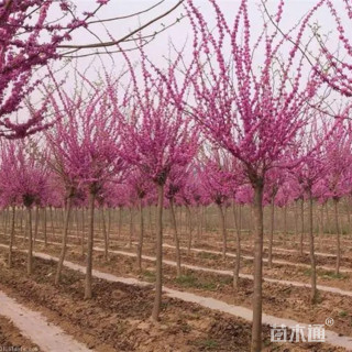 高度150厘米紫荆