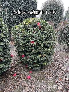 冠幅150厘米山茶花球