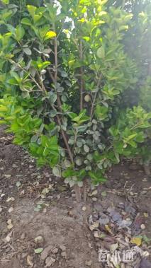 高度150厘米北海道黄杨