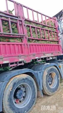 草卷状马尼拉草