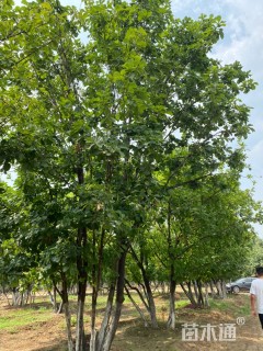 7厘米丛生蒙古栎