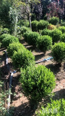 高度70厘米瓜子黄杨