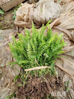 高度15厘米肾蕨