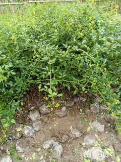 高度40厘米云南黄馨