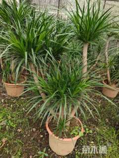 高度20厘米栀子花