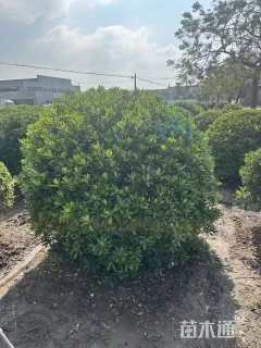 冠幅220厘米海桐球