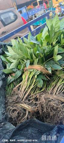 高度40厘米八角金盘