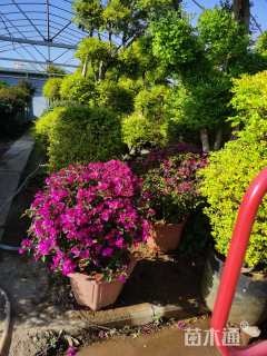 冠幅80厘米金叶女贞球