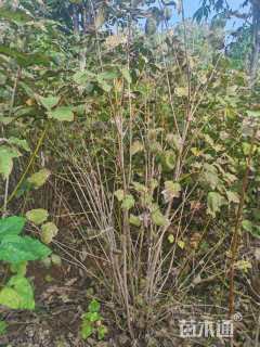 0.3公分海州常山