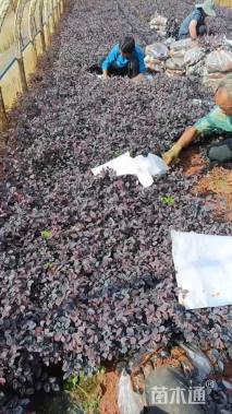 高度20厘米红花继木