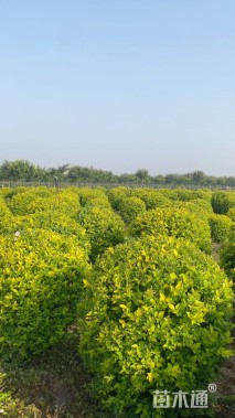 冠幅150厘米金叶女贞球