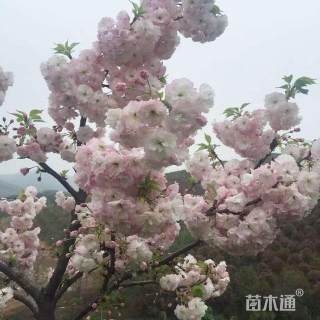 8公分垂枝樱花