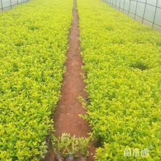 高度25厘米连翘