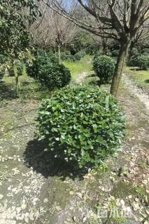 冠幅80厘米大叶黄杨球