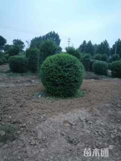 冠幅120厘米小叶女贞球