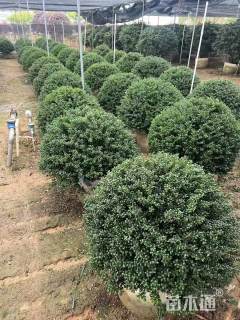 冠幅100厘米龟甲冬青球