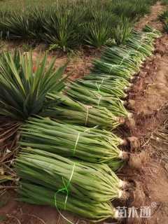 高度40厘米丝兰