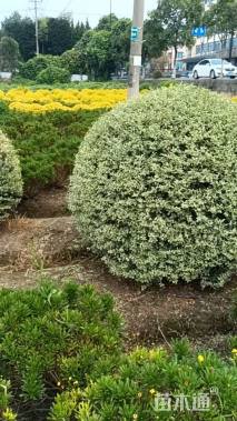 冠幅150厘米银姬小蜡球