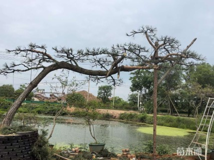 15公分造型黑松