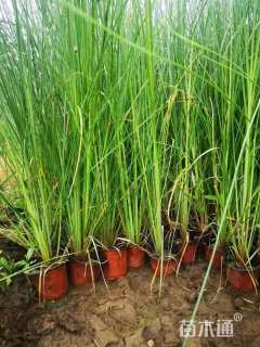 高度55厘米蒲苇