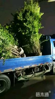 高度180厘米花石榴