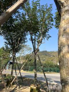 14公分黄花风铃木