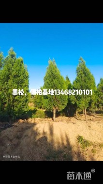 1公分造型油松