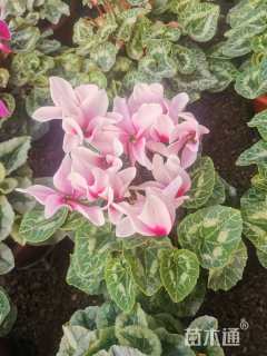 高度30厘米仙客来