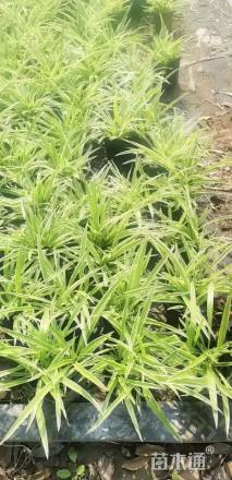 高度30厘米金边吊兰