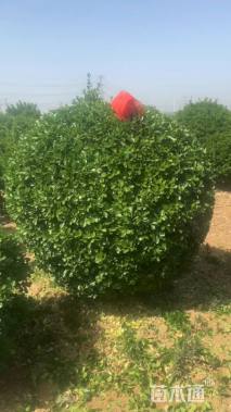 冠幅150厘米大叶黄杨球