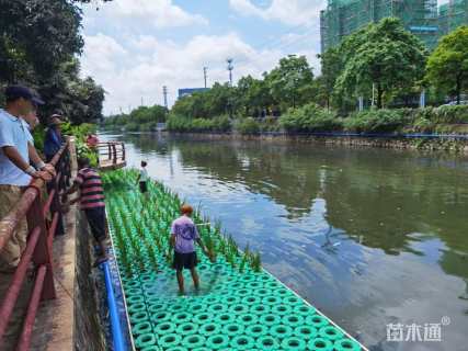 高度20厘米黄菖蒲